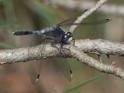 Leucorrhinia albifrons (Dark Whiteface) male-4.jpg